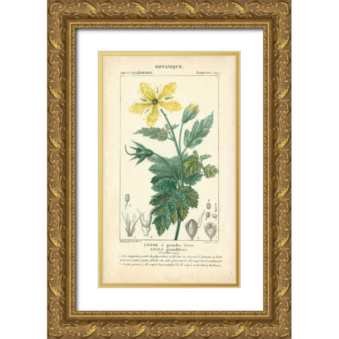 Botanique Study in Yellow IV Gold Ornate Wood Framed Art Print with Double Matting by Turpin