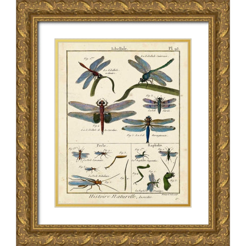 Histoire Naturelle Insects I Gold Ornate Wood Framed Art Print with Double Matting by Diderot