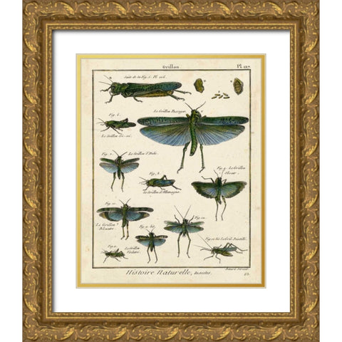 Histoire Naturelle Insects II Gold Ornate Wood Framed Art Print with Double Matting by Diderot