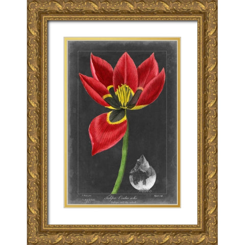 Midnight Tulip II Gold Ornate Wood Framed Art Print with Double Matting by Vision Studio