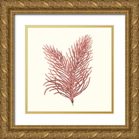 Seaweed Collection II Gold Ornate Wood Framed Art Print with Double Matting by Vision Studio