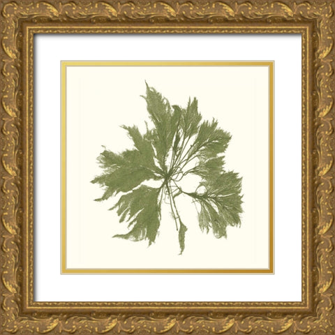 Seaweed Collection III Gold Ornate Wood Framed Art Print with Double Matting by Vision Studio