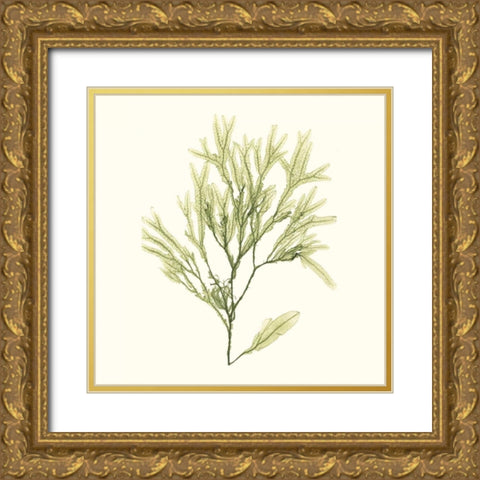 Seaweed Collection VII Gold Ornate Wood Framed Art Print with Double Matting by Vision Studio