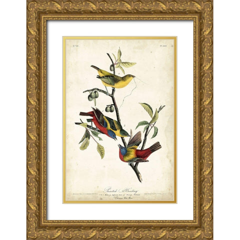Painted Bunting Gold Ornate Wood Framed Art Print with Double Matting by Audubon, John James