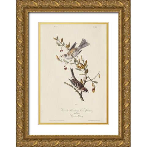 Canada Bunting (ASH) Gold Ornate Wood Framed Art Print with Double Matting by Audubon, John James
