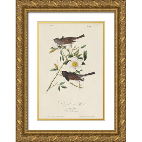 Oregon Snow Bird (ASH) Gold Ornate Wood Framed Art Print with Double Matting by Audubon, John James