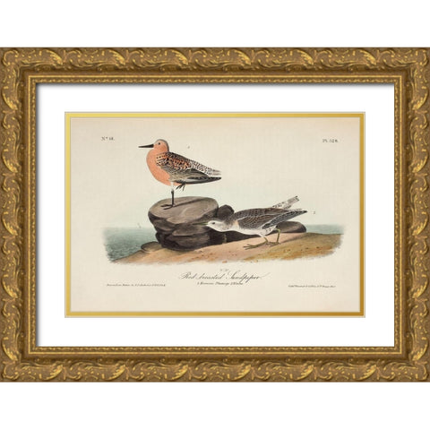 Red Breasted Sandpiper Gold Ornate Wood Framed Art Print with Double Matting by Audubon, John James