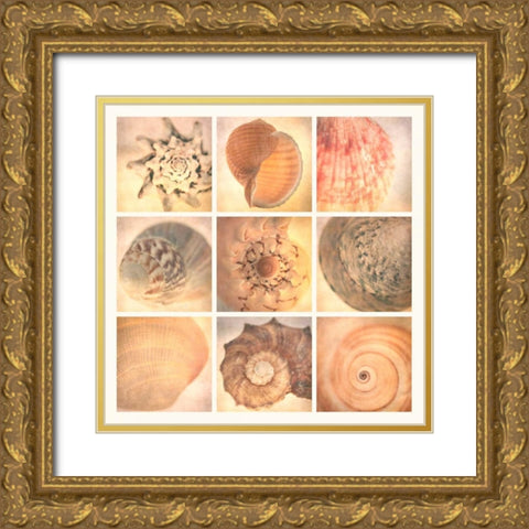 Coral Seashells Gold Ornate Wood Framed Art Print with Double Matting by Malek, Honey