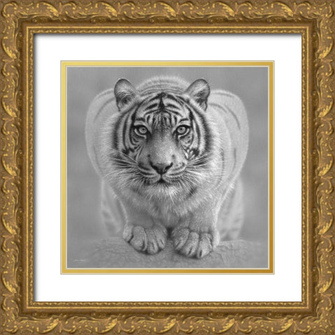 White Tiger - Wild Intentions - BandW Gold Ornate Wood Framed Art Print with Double Matting by Bogle, Collin