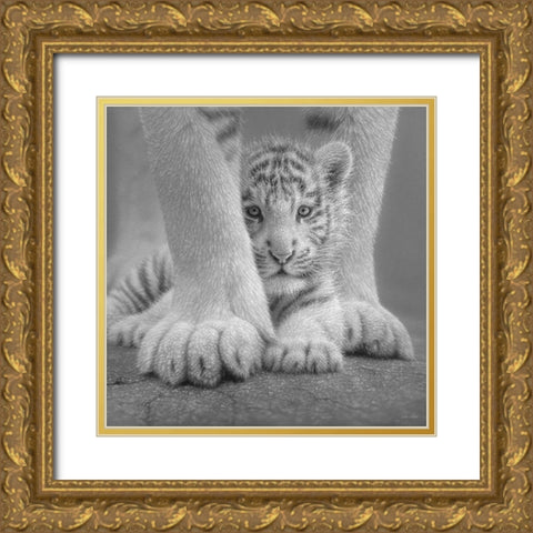 White Tiger Cub - Sheltered - BandW Gold Ornate Wood Framed Art Print with Double Matting by Bogle, Collin