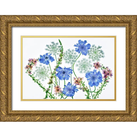 Botanical VII Gold Ornate Wood Framed Art Print with Double Matting by Frates, Dennis