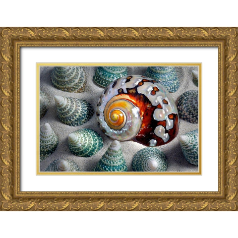 Shell Spiral Gold Ornate Wood Framed Art Print with Double Matting by Frates, Dennis