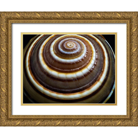 Shell Spiral III Gold Ornate Wood Framed Art Print with Double Matting by Frates, Dennis