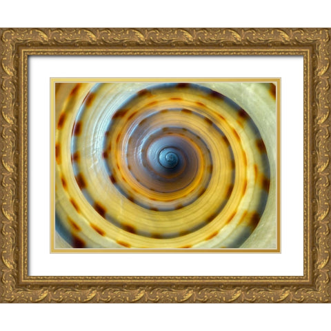 Shell Spiral IV Gold Ornate Wood Framed Art Print with Double Matting by Frates, Dennis