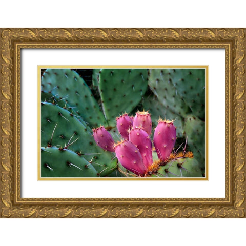 Pink Cactus Gold Ornate Wood Framed Art Print with Double Matting by Frates, Dennis
