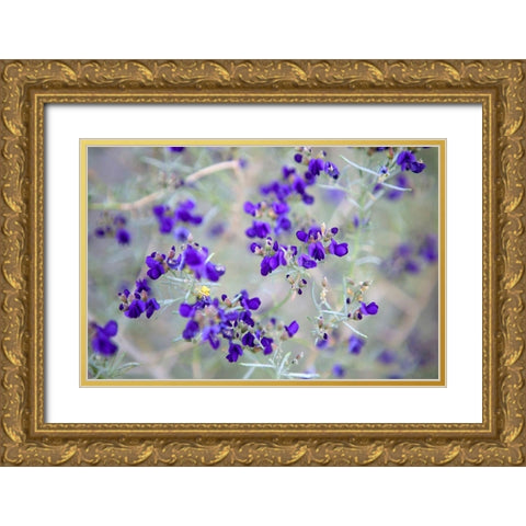 Purple Flowers Gold Ornate Wood Framed Art Print with Double Matting by Frates, Dennis