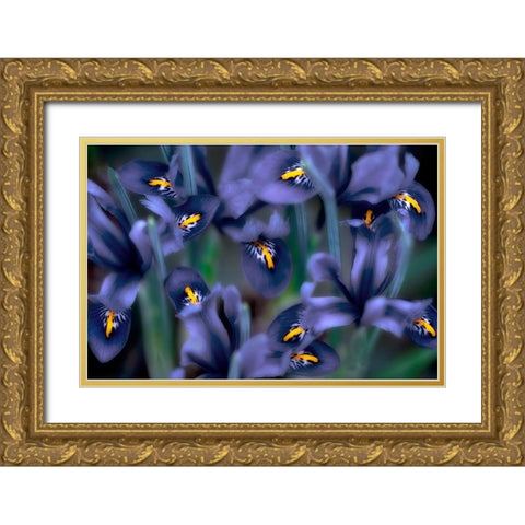 Irises Gold Ornate Wood Framed Art Print with Double Matting by Frates, Dennis