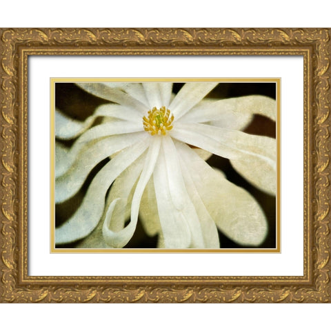 White Flower Gold Ornate Wood Framed Art Print with Double Matting by Frates, Dennis