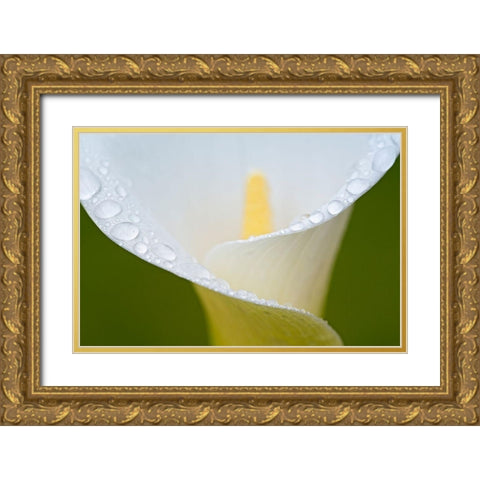 White Flower II Gold Ornate Wood Framed Art Print with Double Matting by Frates, Dennis