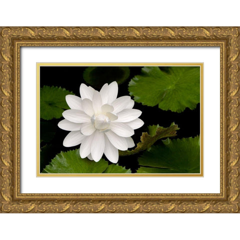 White Flower Gold Ornate Wood Framed Art Print with Double Matting by Frates, Dennis