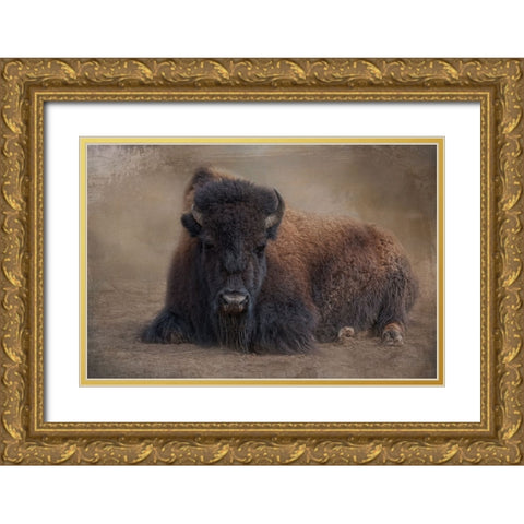 Bison at Rest Gold Ornate Wood Framed Art Print with Double Matting by Parker, Kelley