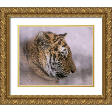 Snow Tiger Gold Ornate Wood Framed Art Print with Double Matting by Parker, Kelley