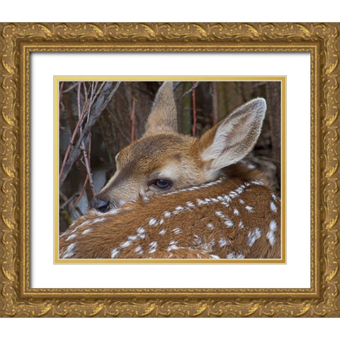 Mule Deer Fawn Gold Ornate Wood Framed Art Print with Double Matting by McFerrin, Larry