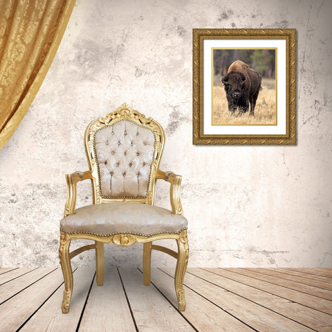Bull Bison Gold Ornate Wood Framed Art Print with Double Matting by McFerrin, Larry