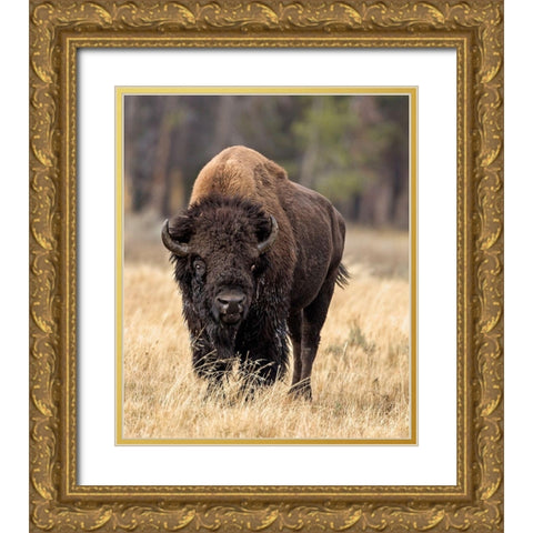 Bull Bison Gold Ornate Wood Framed Art Print with Double Matting by McFerrin, Larry