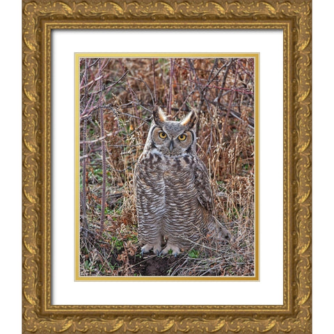 Great Horned Owl Gold Ornate Wood Framed Art Print with Double Matting by McFerrin, Larry