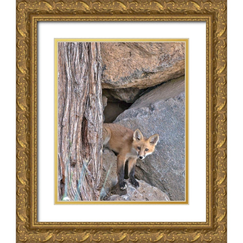 Red Fox Kit Gold Ornate Wood Framed Art Print with Double Matting by McFerrin, Larry