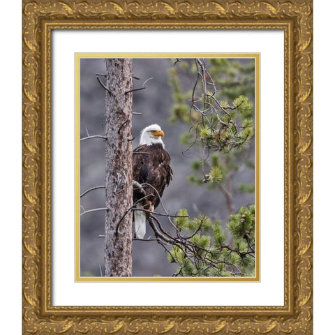 Bald Eagle Gold Ornate Wood Framed Art Print with Double Matting by McFerrin, Larry