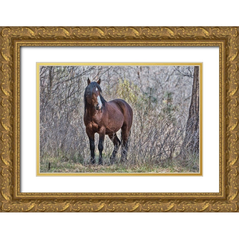 Ochoco Wild Stallion - Big Summit Gold Ornate Wood Framed Art Print with Double Matting by McFerrin, Larry