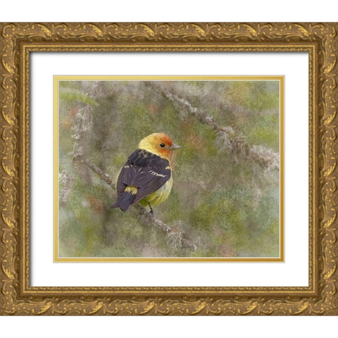 Western Tanager Gold Ornate Wood Framed Art Print with Double Matting by McFerrin, Larry