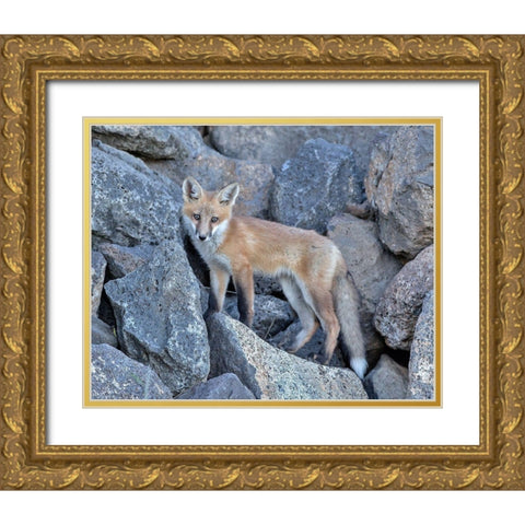 Red Fox Kit I Gold Ornate Wood Framed Art Print with Double Matting by McFerrin, Larry