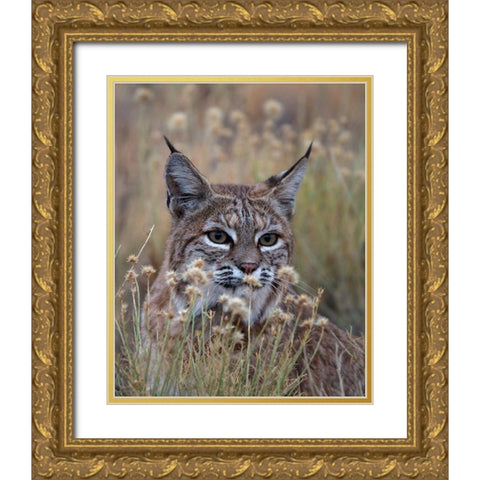 Bobcat Gold Ornate Wood Framed Art Print with Double Matting by McFerrin, Larry