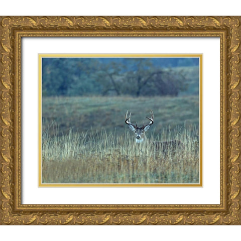 Montana Whitetail Buck Gold Ornate Wood Framed Art Print with Double Matting by McFerrin, Larry