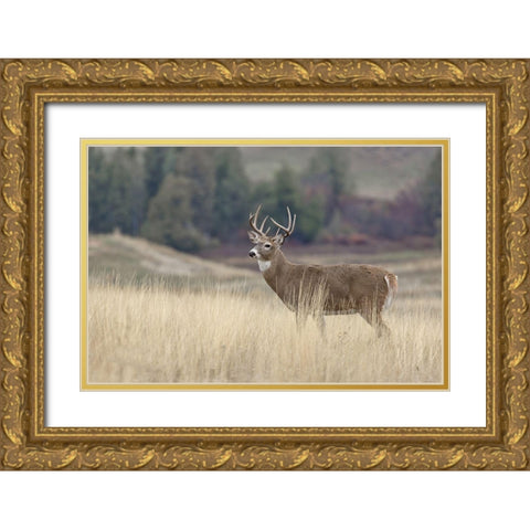 Montana Whitetail Buck III Gold Ornate Wood Framed Art Print with Double Matting by McFerrin, Larry