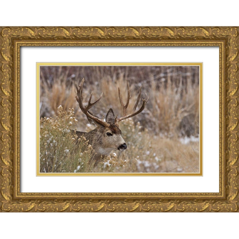 Mule Deer Buck Gold Ornate Wood Framed Art Print with Double Matting by McFerrin, Larry
