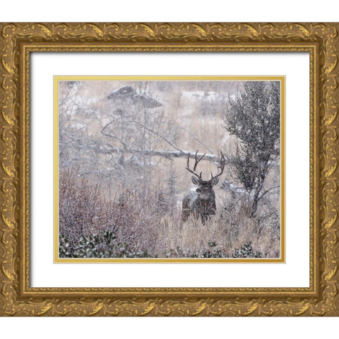 Mule Deer Buck - Steens Mountain Gold Ornate Wood Framed Art Print with Double Matting by McFerrin, Larry