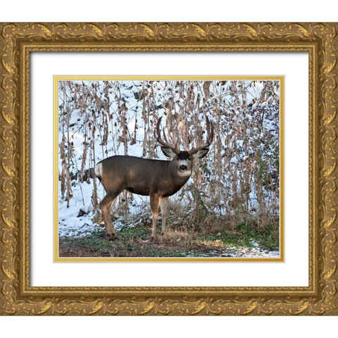 Mule Deer Buck Gold Ornate Wood Framed Art Print with Double Matting by McFerrin, Larry