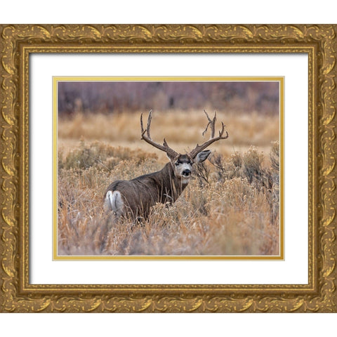 Mule Deer Buck II Gold Ornate Wood Framed Art Print with Double Matting by McFerrin, Larry