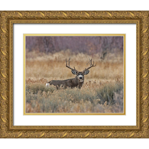 Mule Deer Buck III Gold Ornate Wood Framed Art Print with Double Matting by McFerrin, Larry