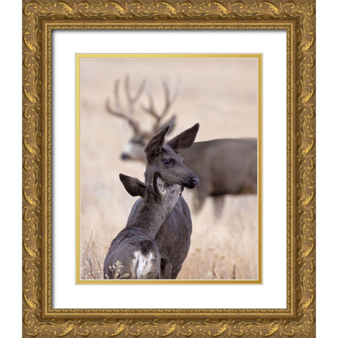 Dark Mule Deer Doe Gold Ornate Wood Framed Art Print with Double Matting by McFerrin, Larry
