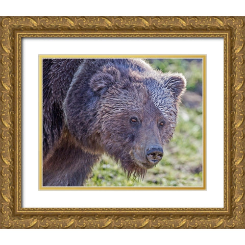 Grizzly Bear Boar Gold Ornate Wood Framed Art Print with Double Matting by McFerrin, Larry