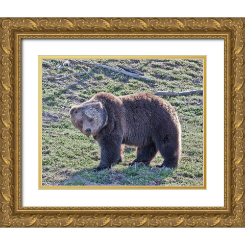 Grizzly Bear Boar II Gold Ornate Wood Framed Art Print with Double Matting by McFerrin, Larry