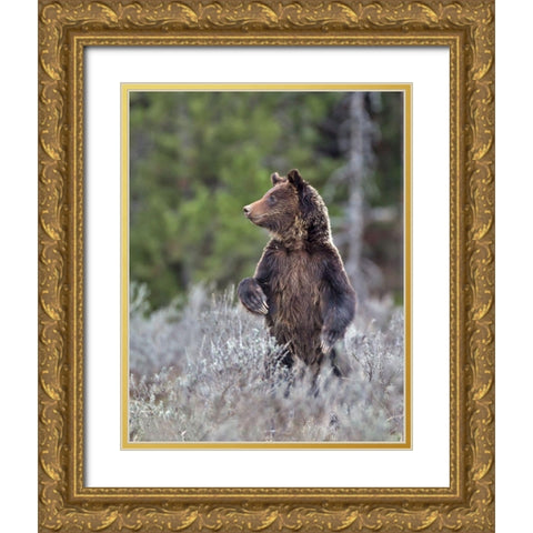 Grizzly Two Year Old Gold Ornate Wood Framed Art Print with Double Matting by McFerrin, Larry