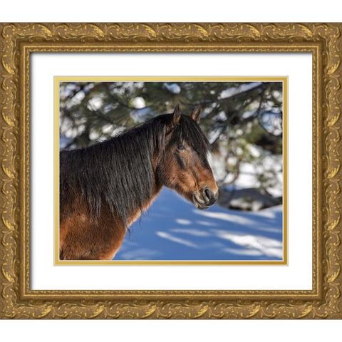 Johnny - Ochoco Stallion Gold Ornate Wood Framed Art Print with Double Matting by McFerrin, Larry