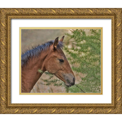 Ochoco Foal and Larch Gold Ornate Wood Framed Art Print with Double Matting by McFerrin, Larry