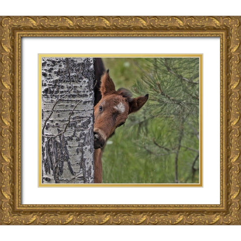Ochoco Foal - Ochoco Gold Ornate Wood Framed Art Print with Double Matting by McFerrin, Larry